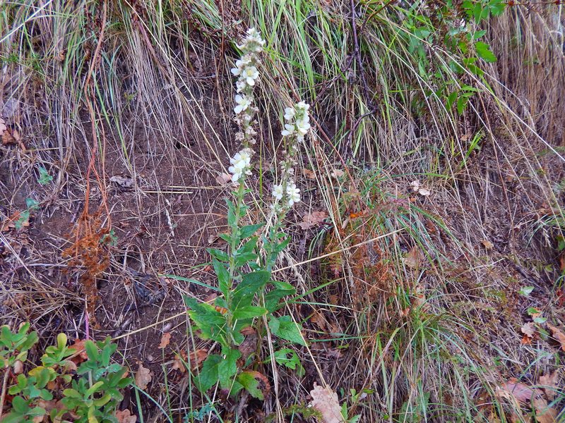 Verbascum lychnitis / Verbasco licnite